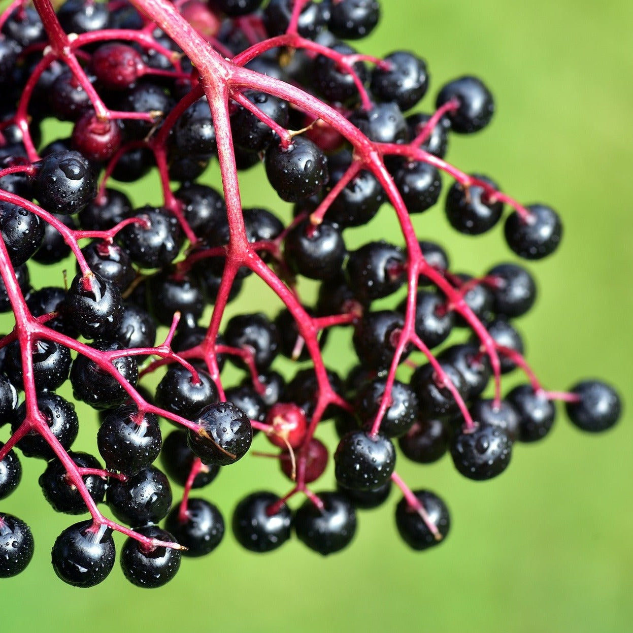 Guincho Purple European Elderberry