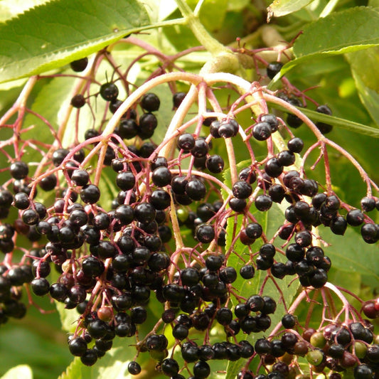 Haschberg European Elderberry
