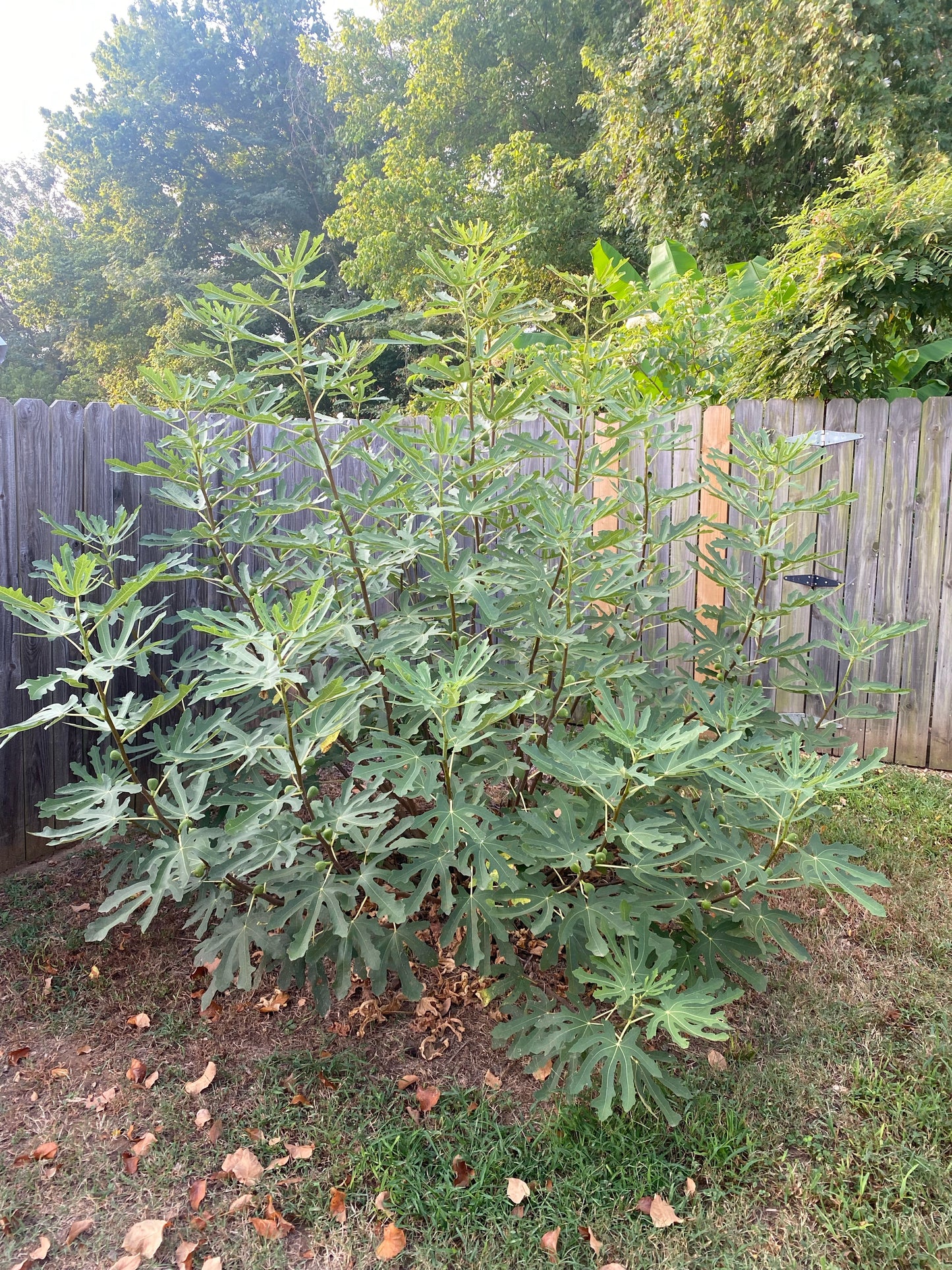 Texas Everbearing (Rooted)