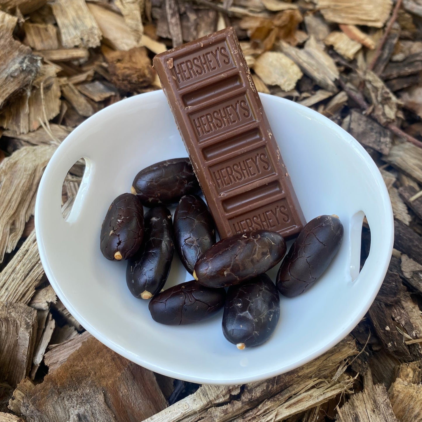 Cacao Seeds