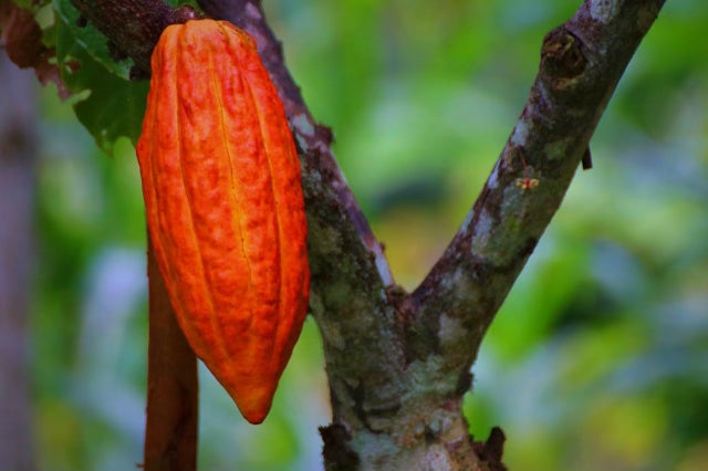 Cacao Seeds