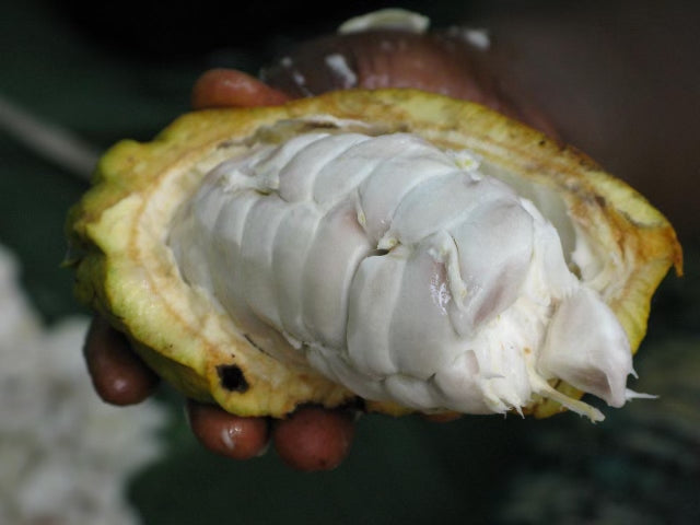 Cacao Seeds