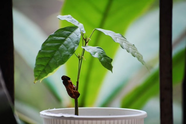 Cacao Seeds