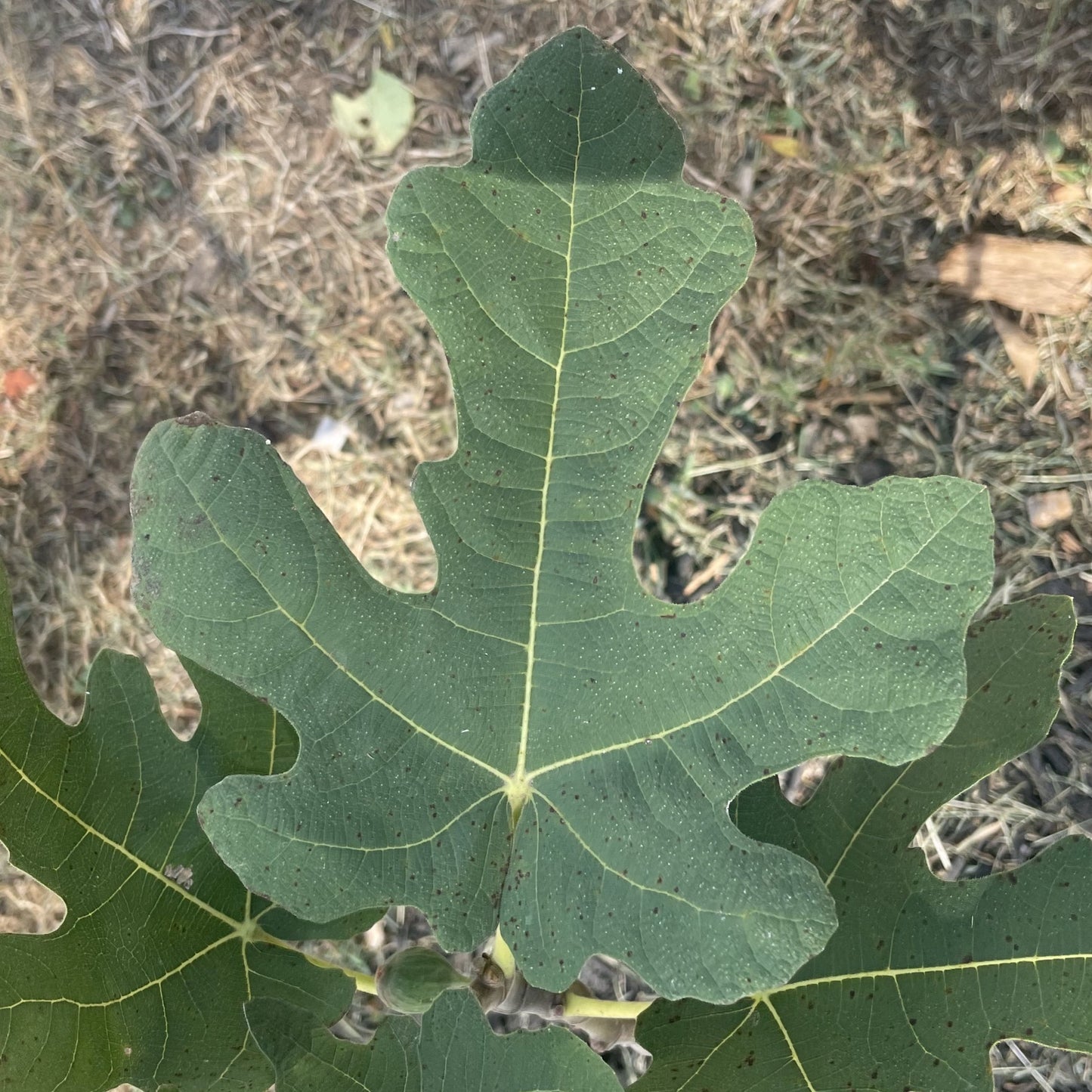 Spadafora Unknown (Cuttings)