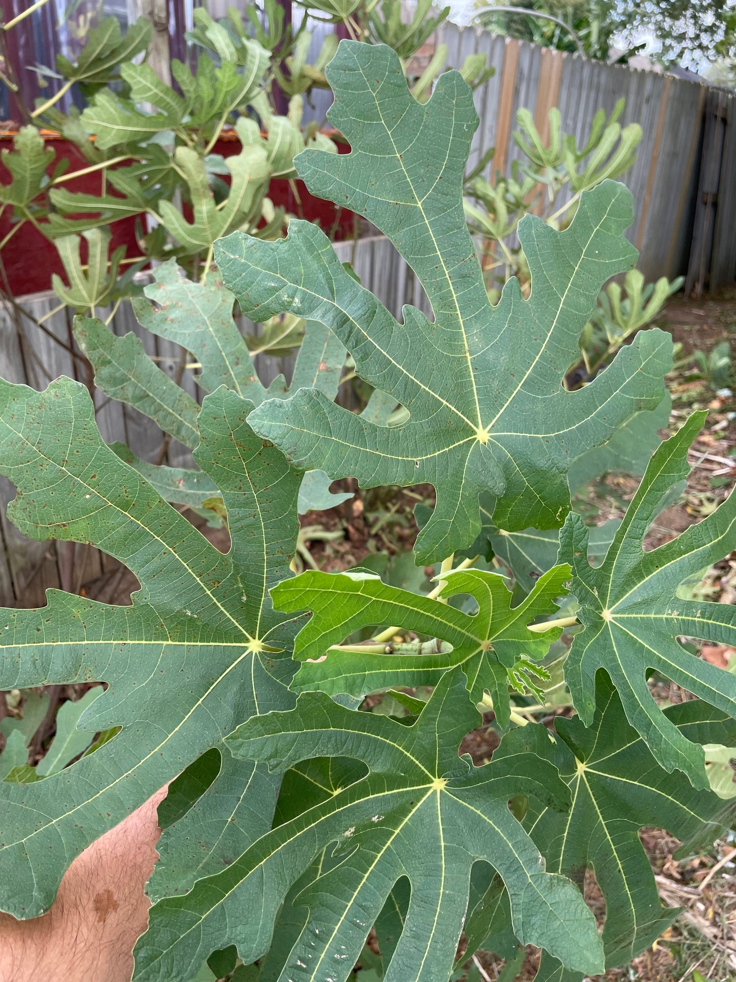 Black Mission (cuttings)