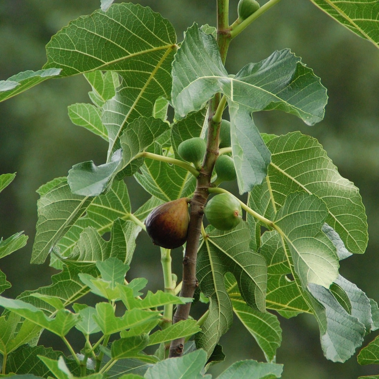 Osborne Prolific Fig (rooted)