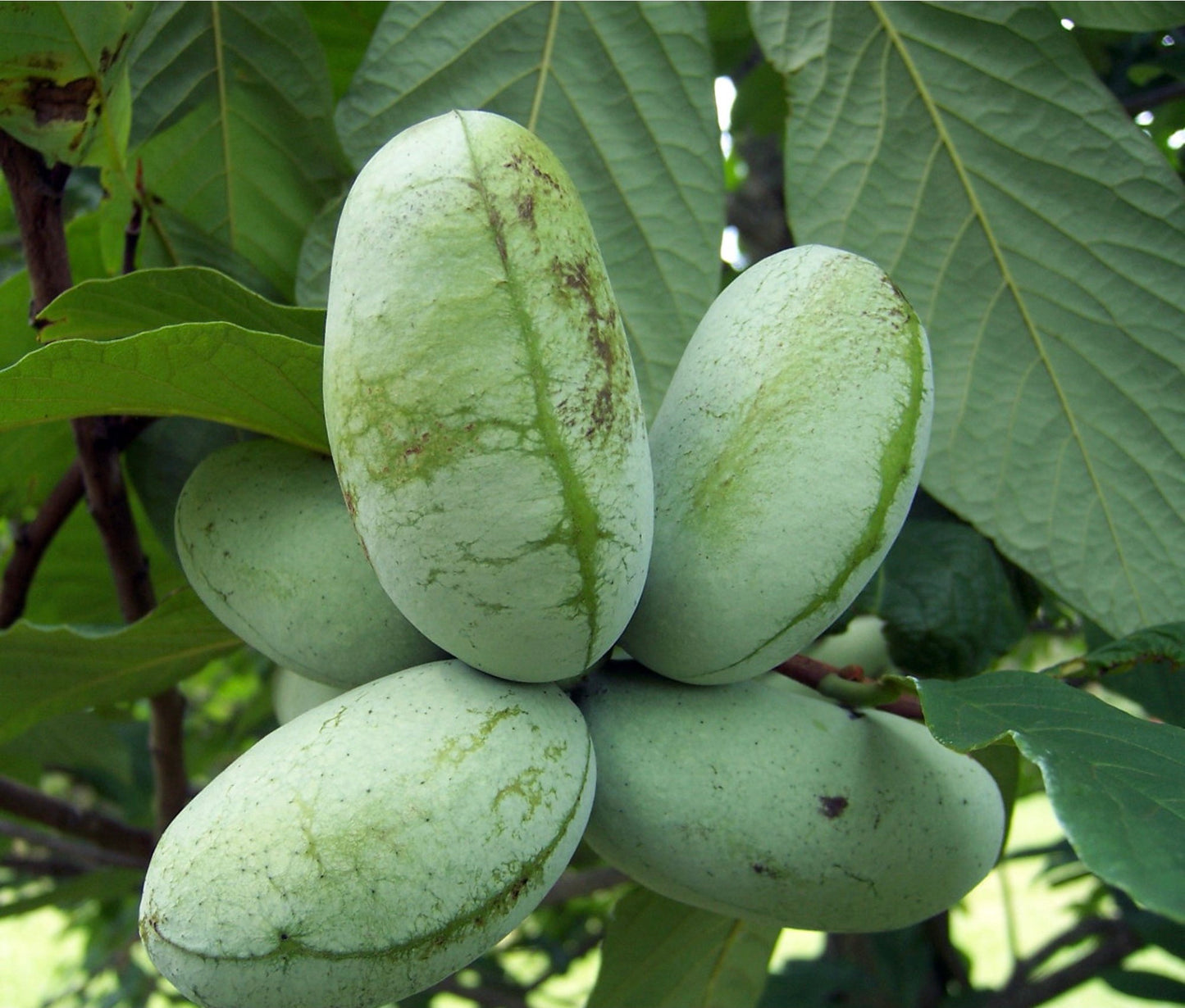 Pawpaw Seeds