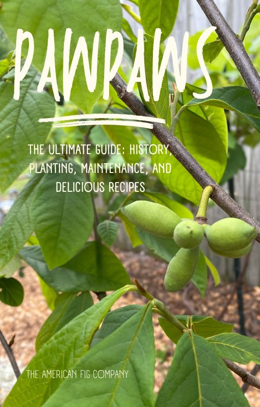 Pawpaws: The Forgotten Superfruit of the Americas (E-Book) – The American  Fig Company