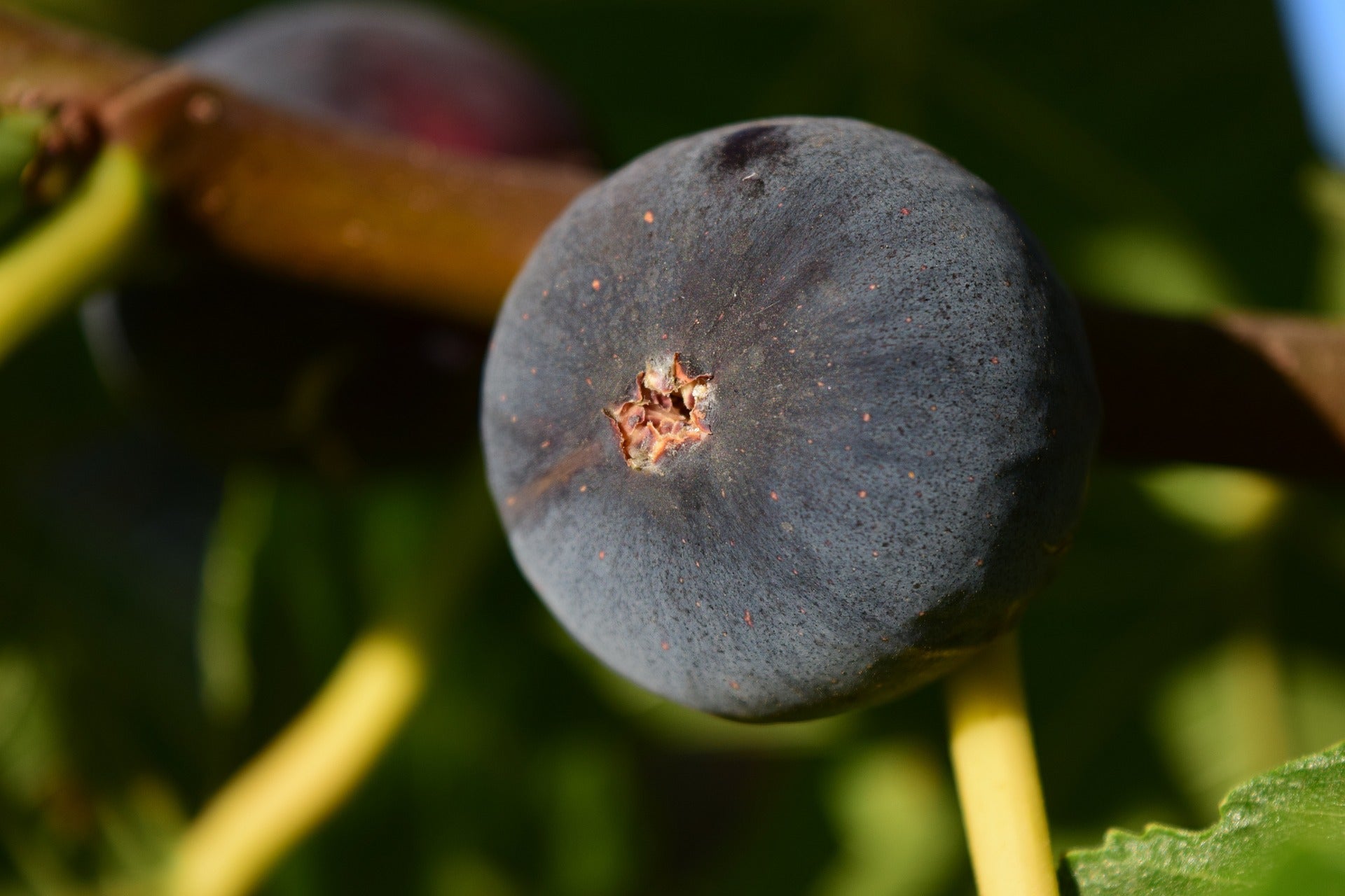 Negretta Fig store Rooted 1 Gal Tree, Very Hardy, Intense Berry Flavor