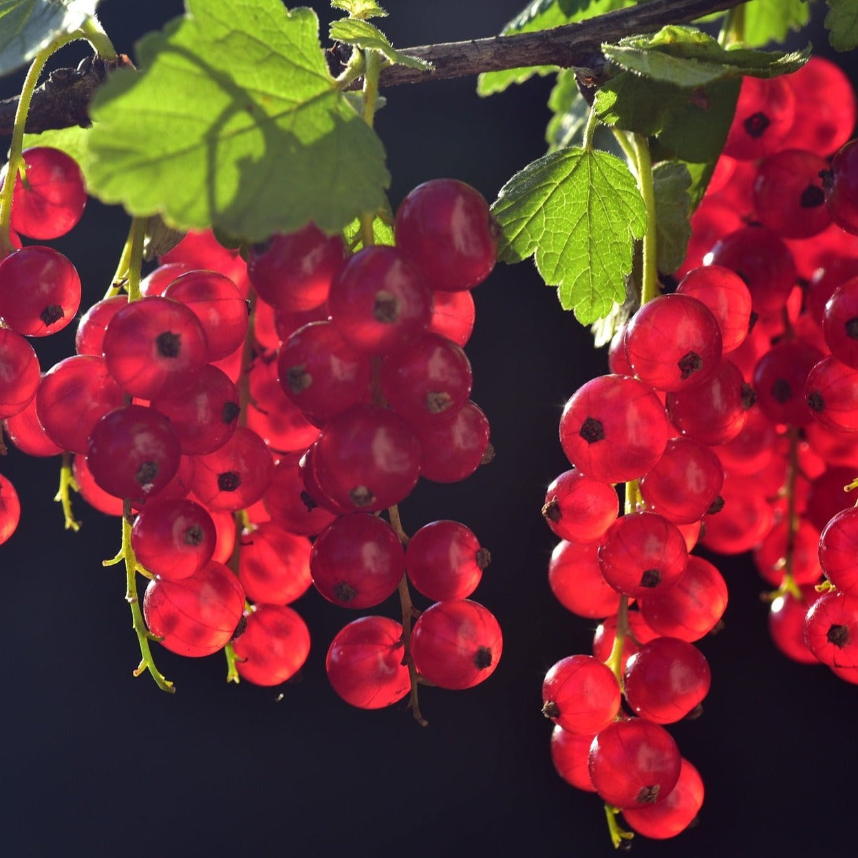 Jonkheer Von Tets Red Currant