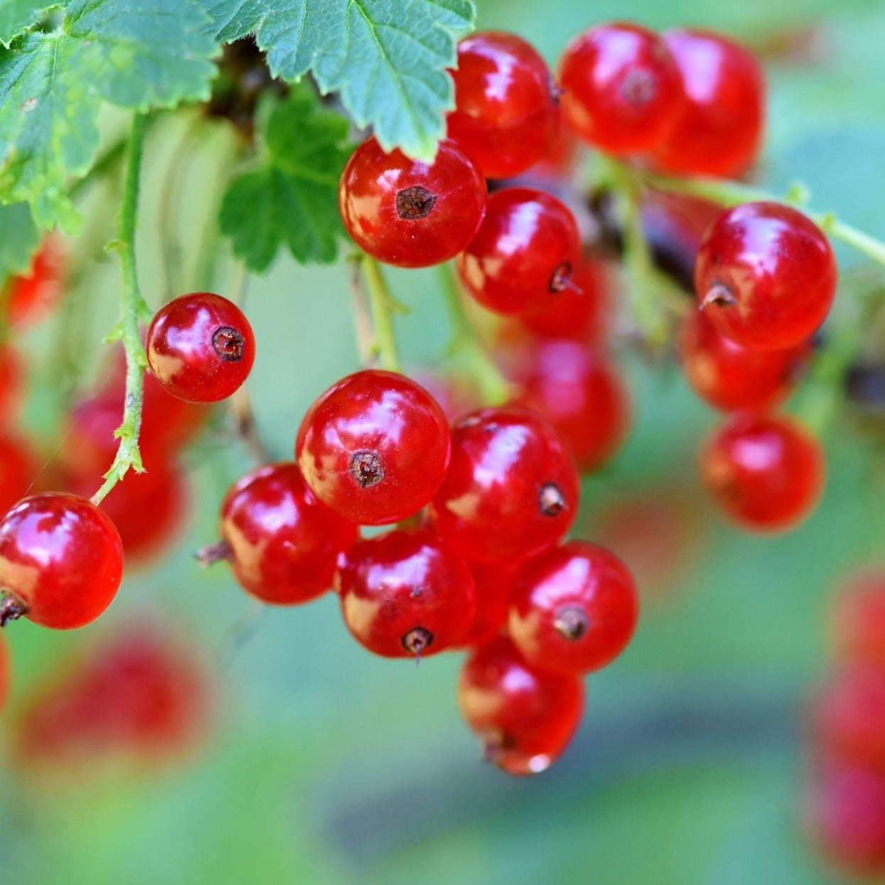 London Market Red Currant