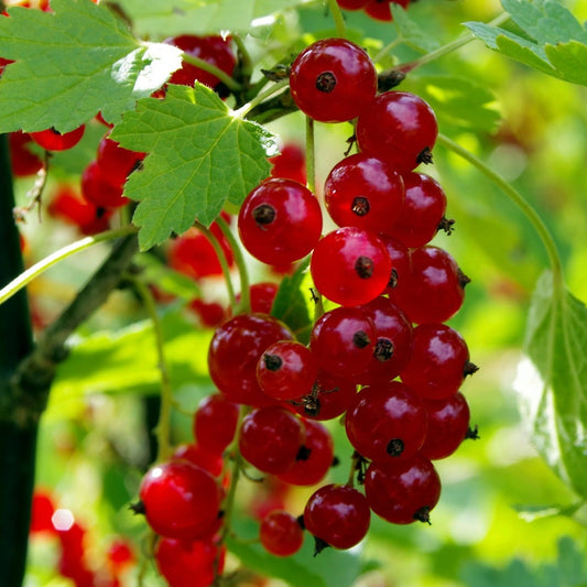 Mulka Red Currant