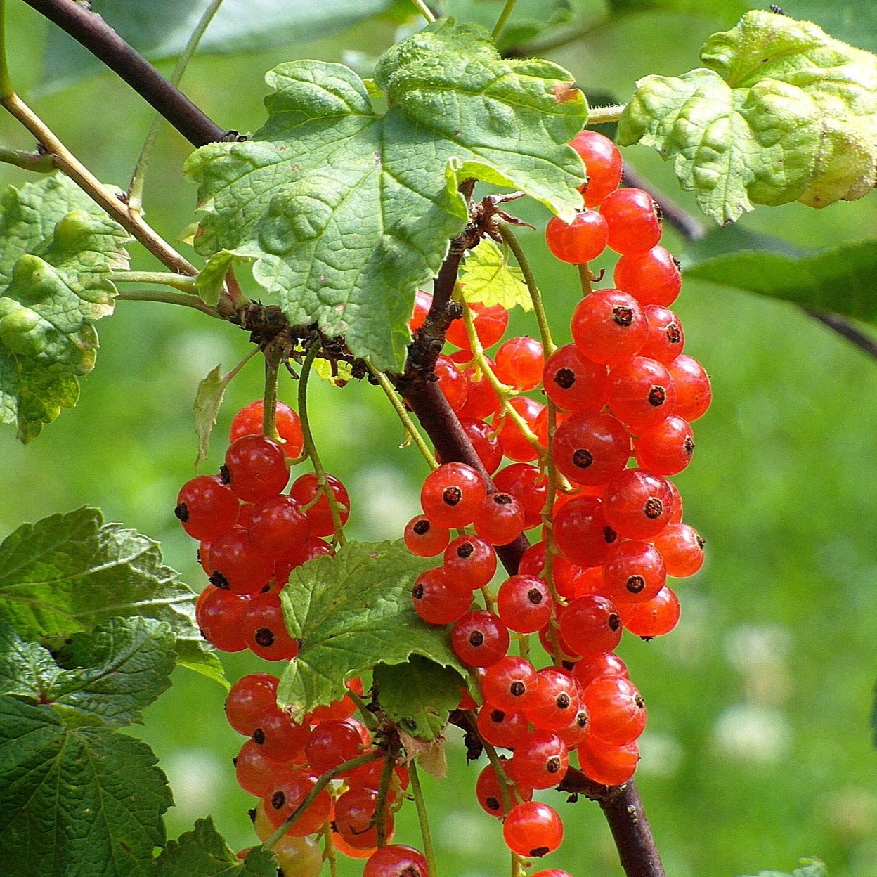 Red Lake Red Currant