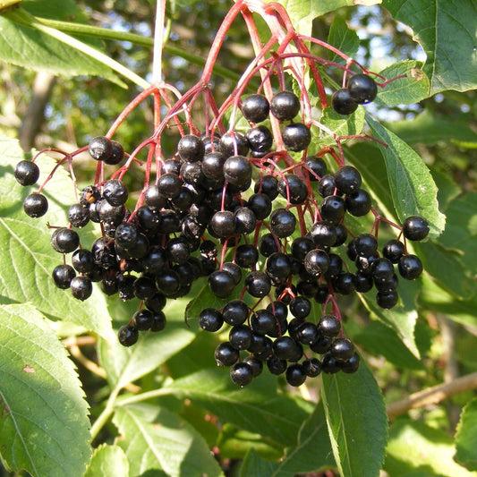 Samdal European Elderberry