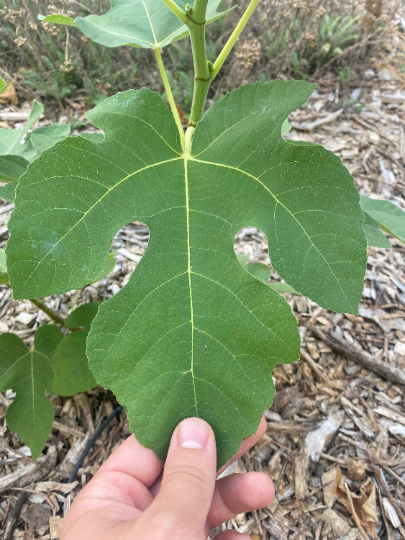 Sweet Diana (rooted)
