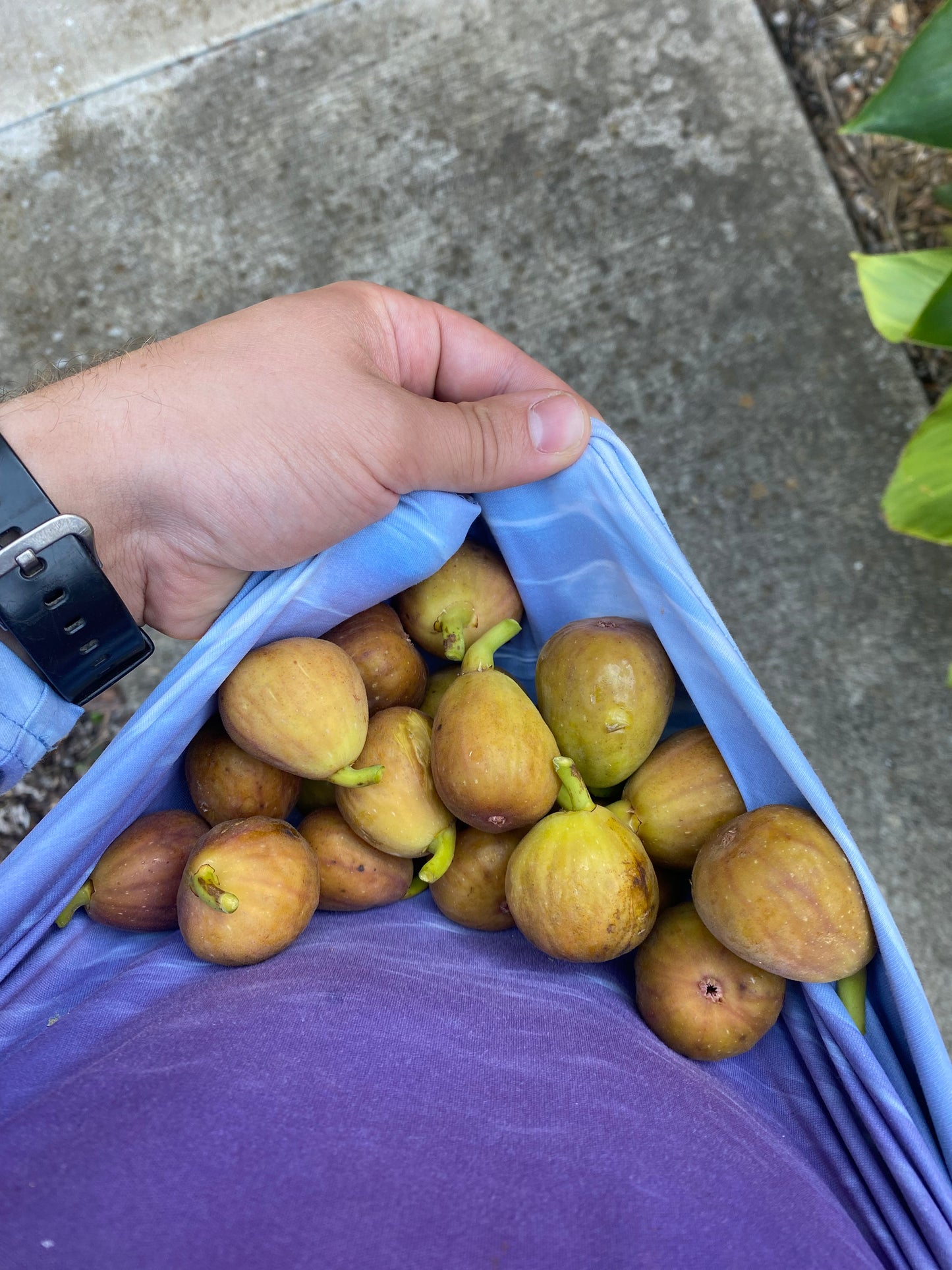3 Cold Hardy Fig Package (cuttings)
