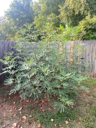 3 Cold Hardy Fig Package (cuttings)