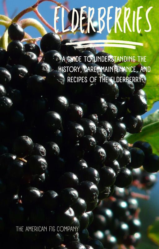 The Elderberry Handbook: A Guide to Understanding the History, Care, Maintenance, and Recipes of the Elderberry (E-Book)