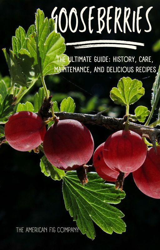 The Ultimate Gooseberry Guide: History, Care, Maintenance, and Delicious Recipes (E-Book)