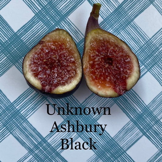 Unknown Ashbury Black (rooted)