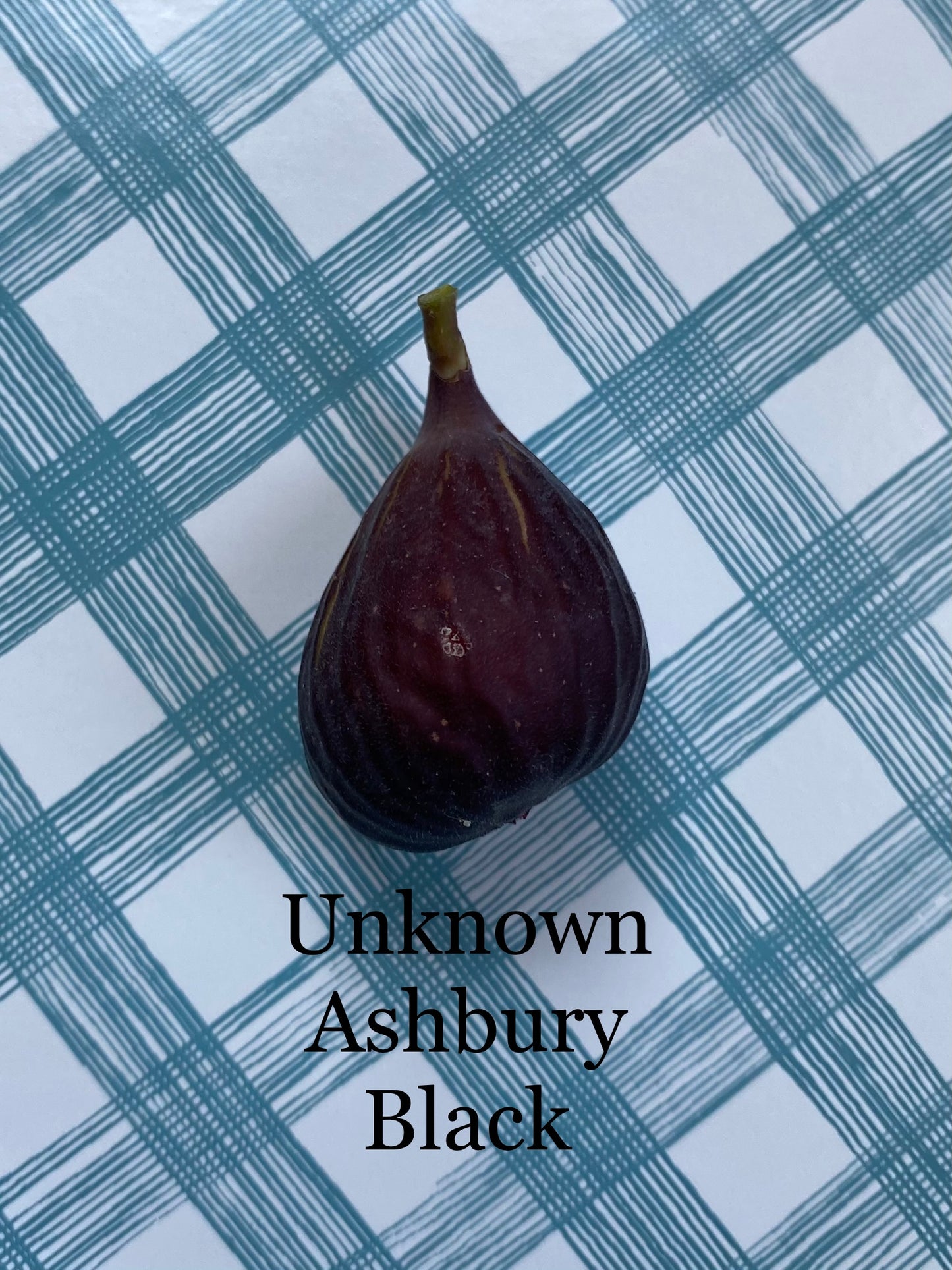 Unknown Ashbury Black (rooted)