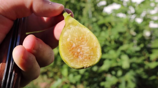 3 Cold Hardy Fig Package (cuttings)