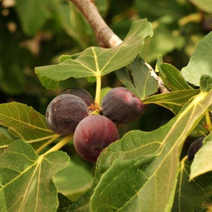 Chicago Hardy (rooted) - The American Fig Company