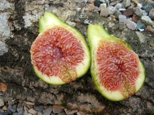 Desert King (rooted) - The American Fig Company