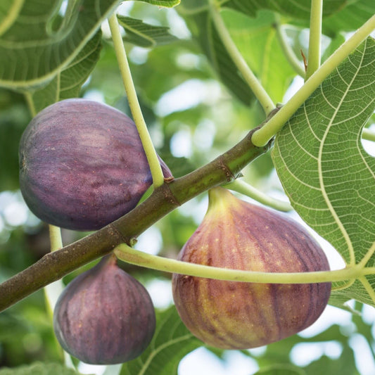 Pakistani Brown (rooted) - The American Fig Company
