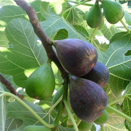 Noir De Caromb (rooted) - The American Fig Company