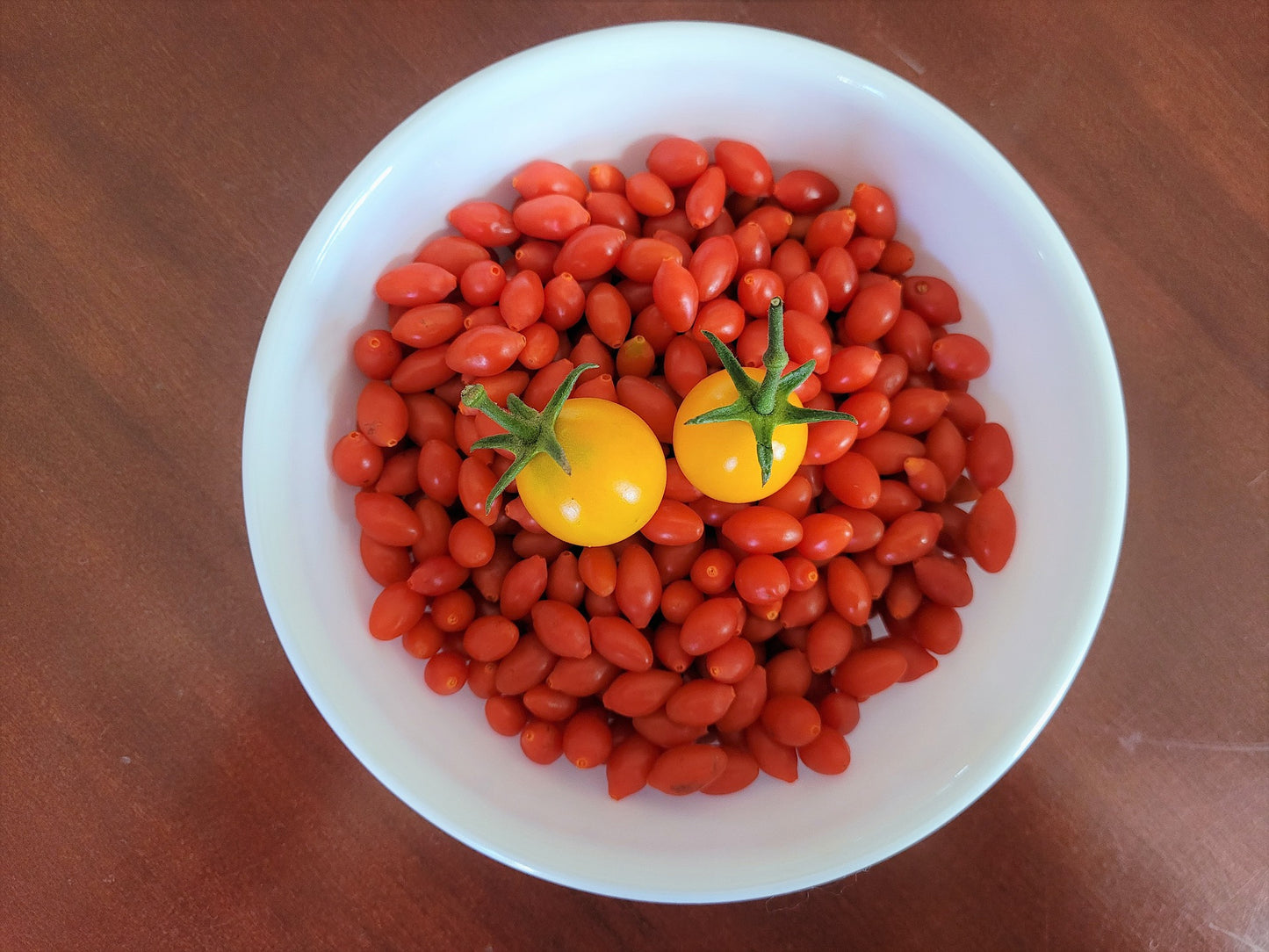 Phoenix Tears Goji Berry (Cuttings)