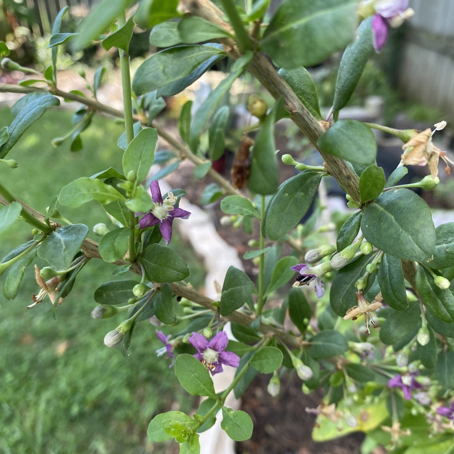 Phoenix Tears Goji Berry (Cuttings)