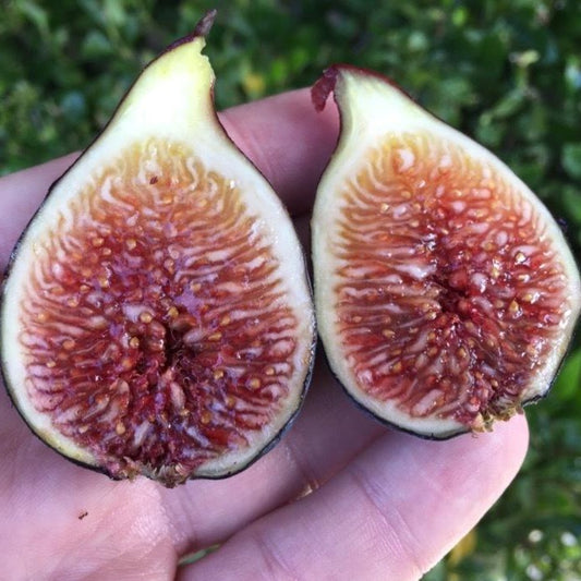 Noir De Caromb (rooted) - The American Fig Company