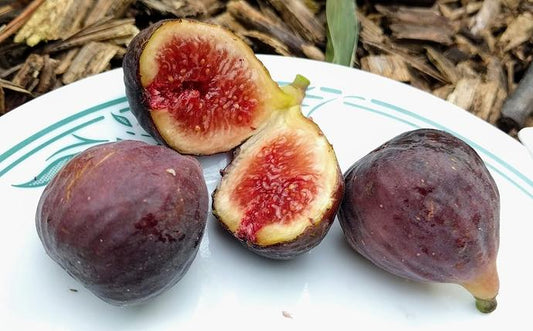 Takoma Violet (rooted) - The American Fig Company