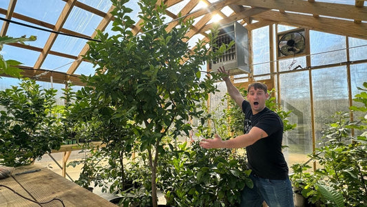 The Journey of Growing a Lemon Tree from Seed: A Nine-Year Odyssey