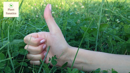 Demystifying The Myth of The Green Thumb in Gardening Community