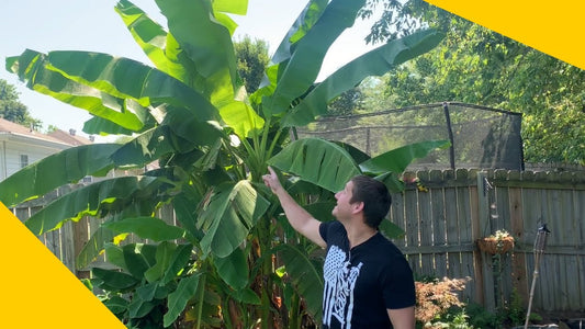 Growing Bananas in Northern Planting Zones