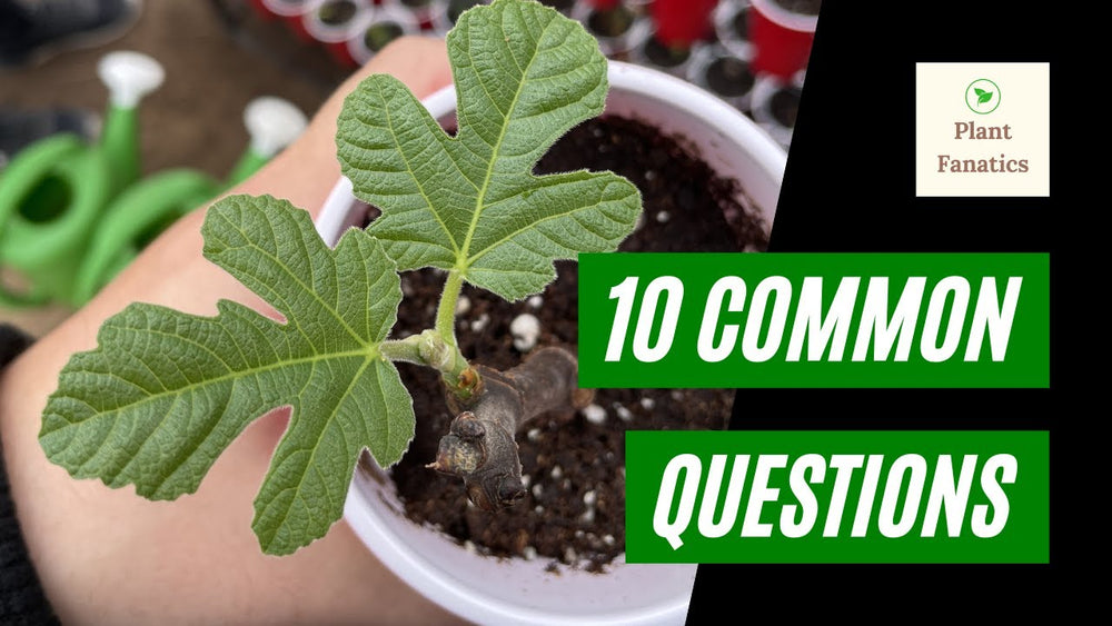 Plant Fanatics Blog – Page 9 – The American Fig Company