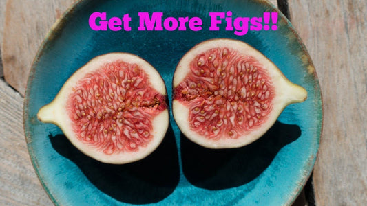 Get More Figs Than You Can Eat!! | Become An Expert Of Cold Climate Fig Growing!!