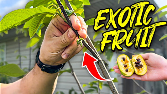 Pawpaws: The Exotic Fruit You Never Knew You Needed!