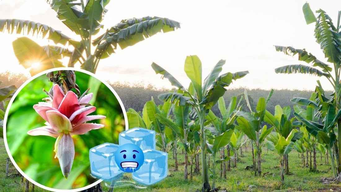 Discover the Ultimate Cold Hardy Banana Tree: Grow Tropical Beauty in Any Climate!