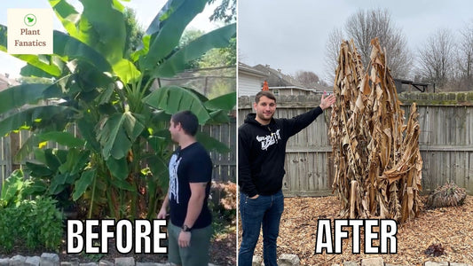 How To Grow Banana Trees In Cold Climates