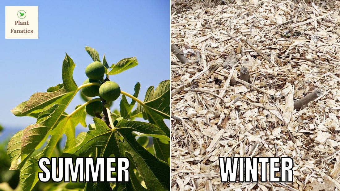 How To Overwinter Fig Trees In Colder Climates
