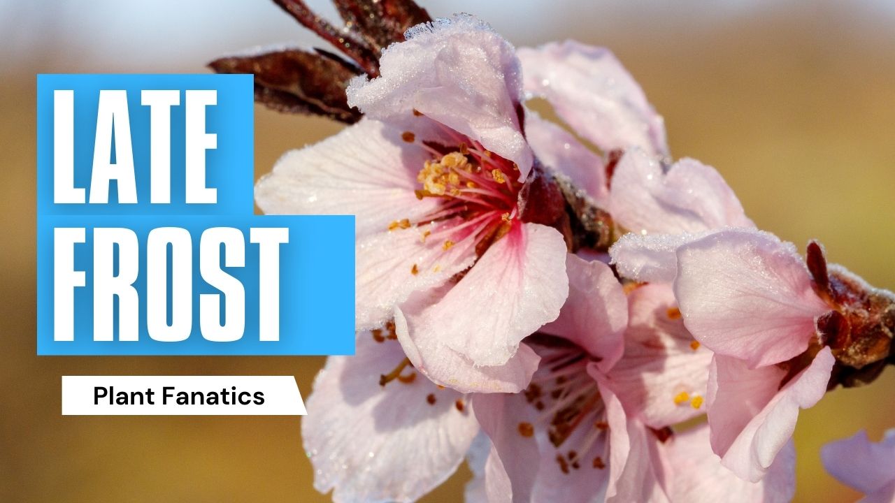 How To Protect Fruit Tree From Late Frosts The American Fig Company