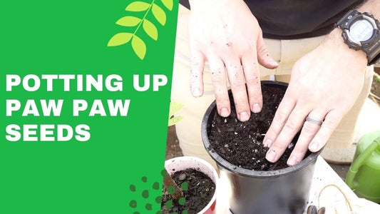 How To Pot Up Paw Paw Seedlings