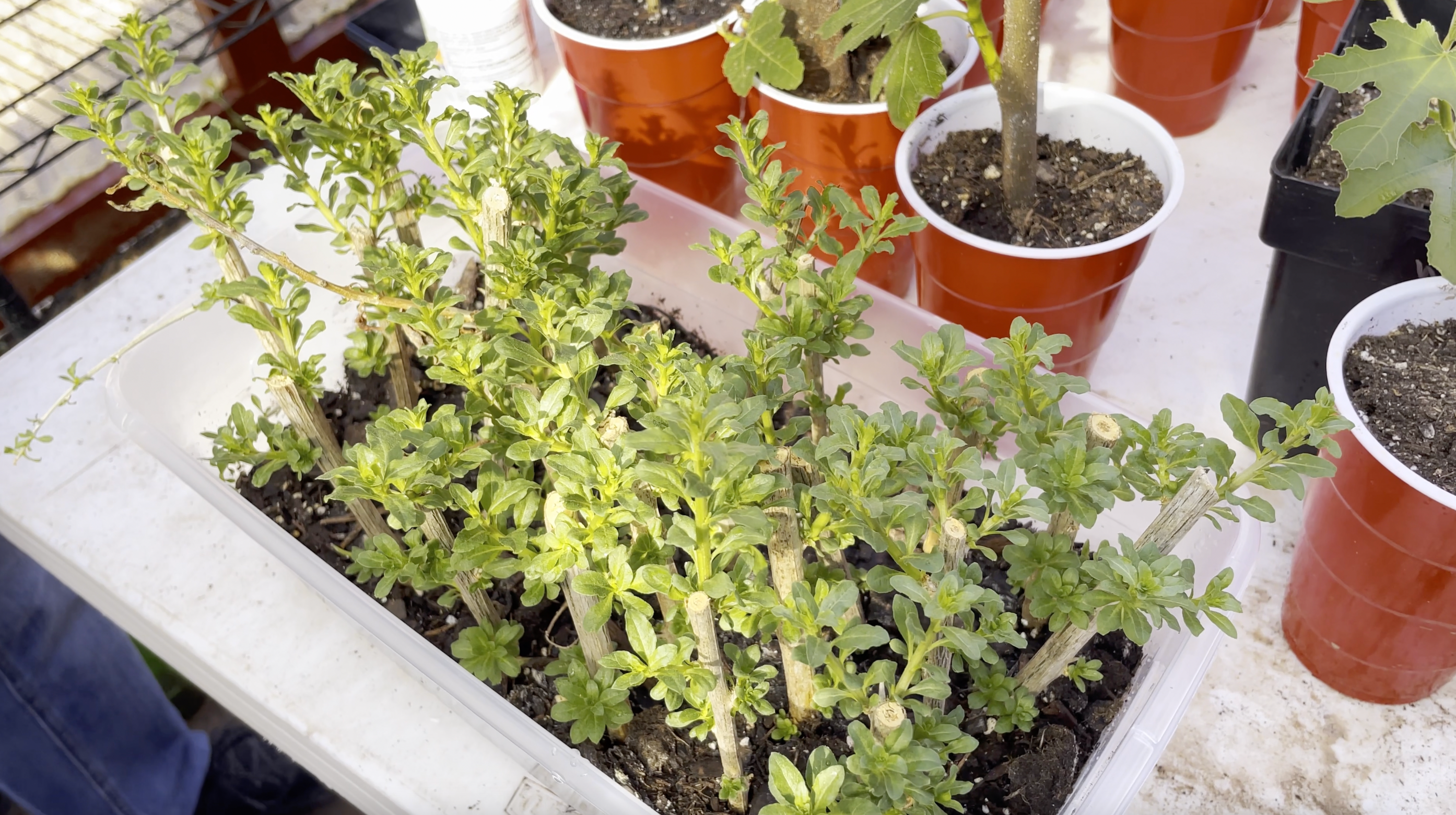 How To Grow Goji Berry Plants At Home – The American Fig Company