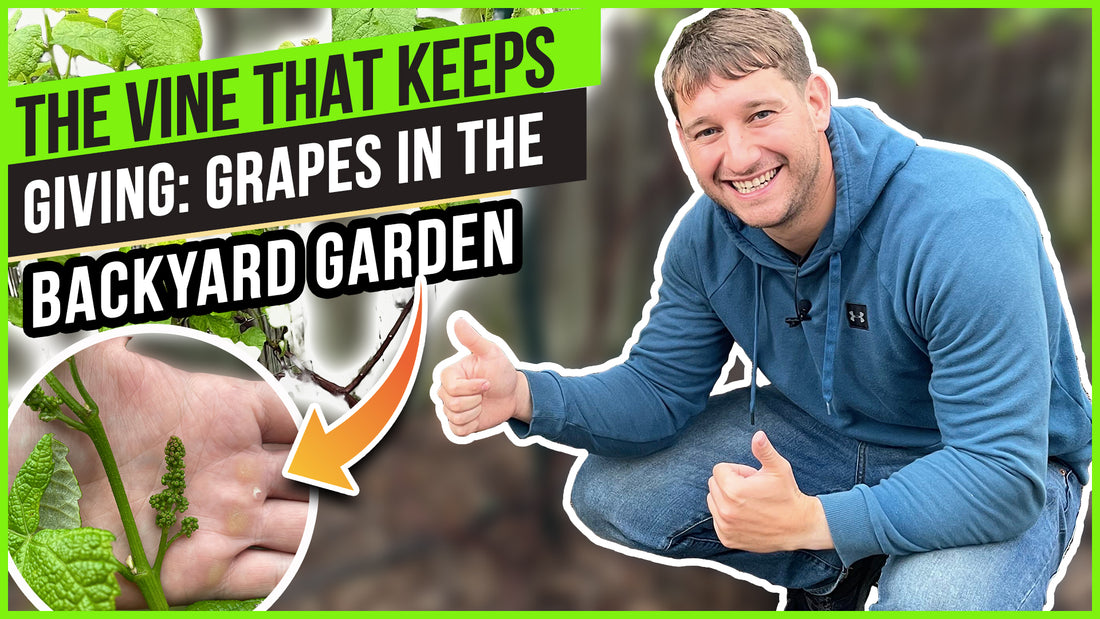 How To Grow Grapes At Home!! | Cheap And Easy Trellis For The Home Gardener That Works!