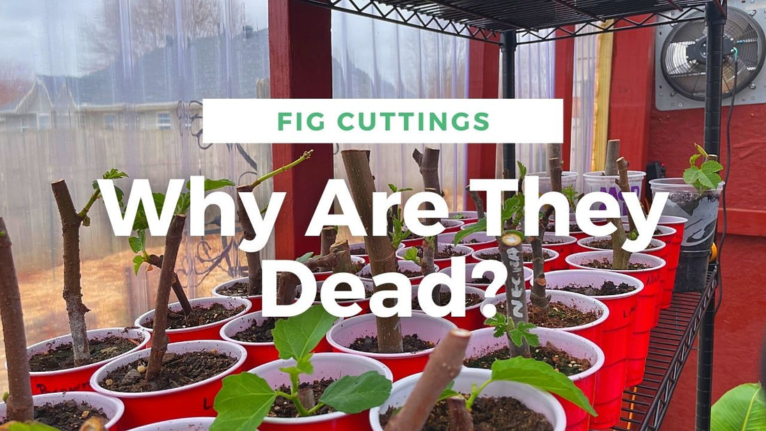 Why Your Fig Cuttings Are Dead