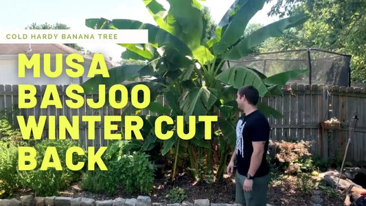 Growing A Cold Hardy Banana At Home | Winter Care