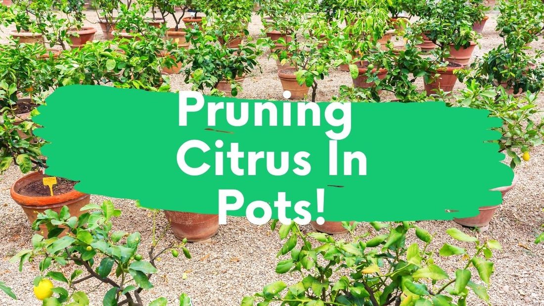 Tips For Pruning Citrus Trees In Pots